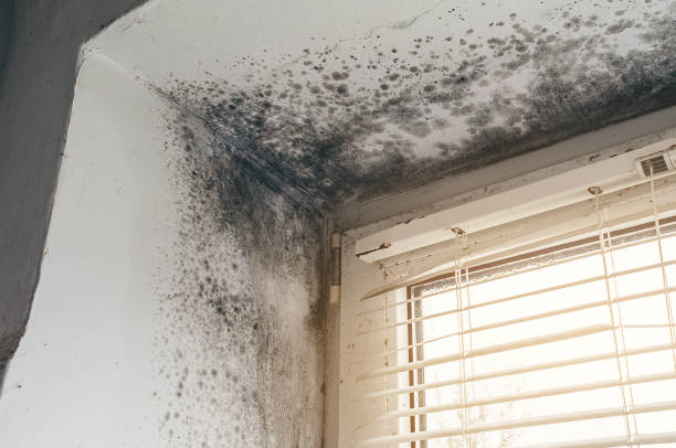 Affordable Commercial Mold Remediation solutions in Claysburg, PA